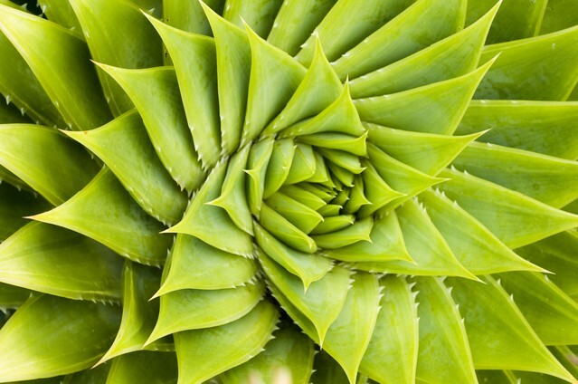 Green cactus with leaves in symmetry